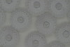 Corrugated Disc Transparent Clear 250g