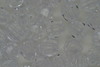 6mm Facet Tr Crystal 250g