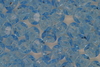 Rondelle Tr Lt Sapphire 100g