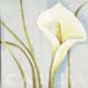 (image for) Set Small Alphabet (P)10 pack. Size 33x22mm